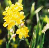 Yellow Beauty