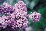 Lilacs