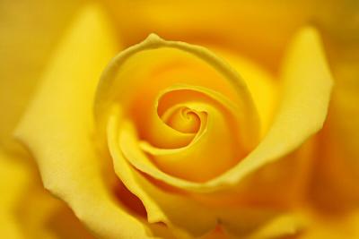 Another Yellow Rose