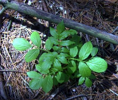 April172005pic27.jpg