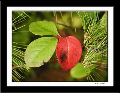 Leaves