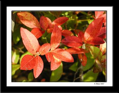 Blueberry Leaves