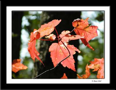Maple Leaves