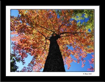 Maple Tree