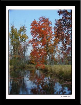 Marsh