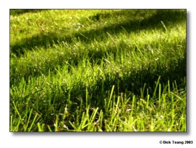 My Lawn