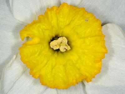 Daffodil 2885 (V46)