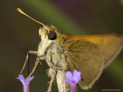 Butterfly closeup 0457 (V34)
