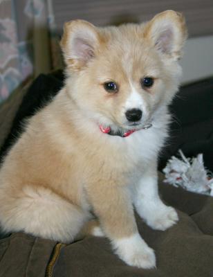 My sister's dog, Butterscotch