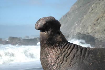 sea_elefant.jpg