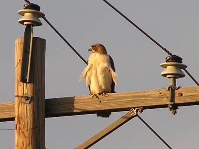 RedTail Hawk on Telephone Pole.JPG