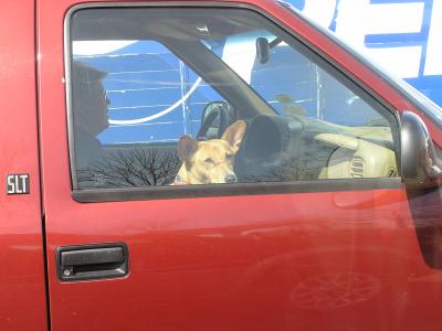 Pup in red truck.JPG