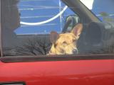 Pup in a truck.JPG