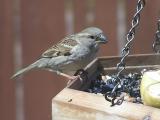 Sparrow at the feeder.JPG