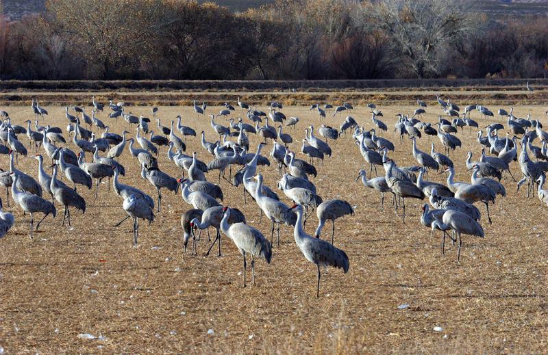 Sandhill-cranes.jpg