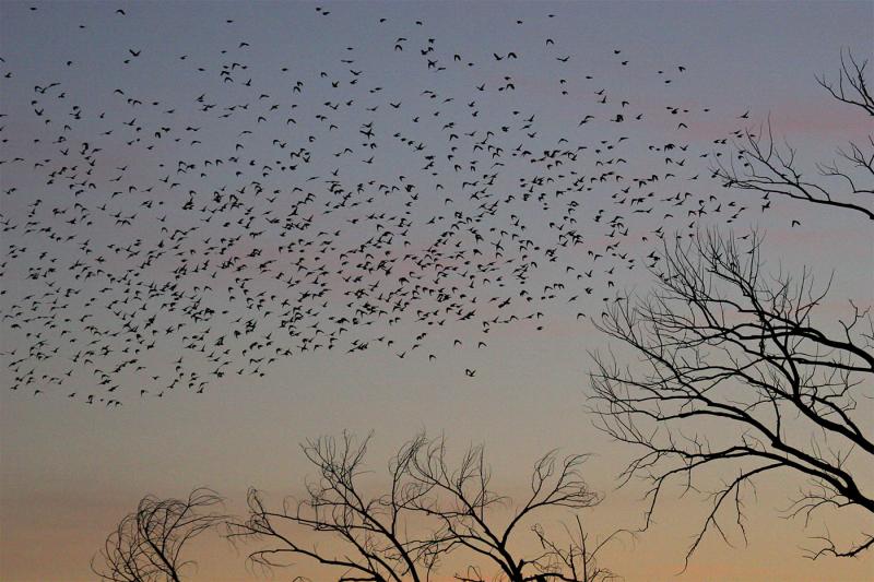 Trees-and-birds.jpg