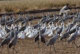 Cranes--Geese.jpg