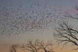 Trees-and-birds.jpg