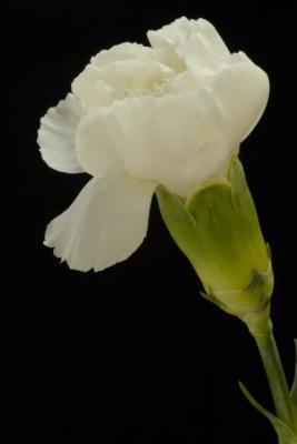 1/25/05 - Carnation