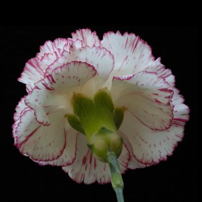 1/26/05 - Under a Carnation