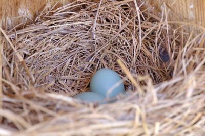4/6/05 - Bluebird Nest