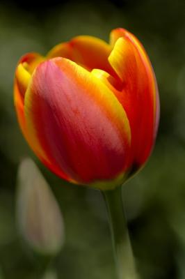 4/14/05 - Tulip