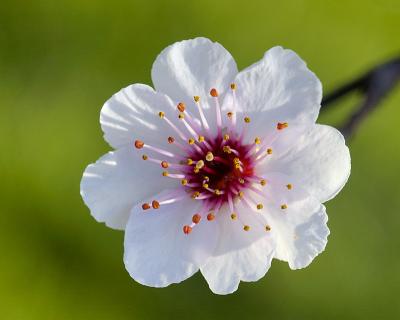 4/15/05 - Flowering Plum 1