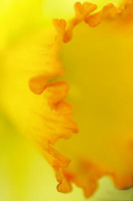 4/17/05 - Daffodil 2