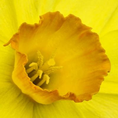 4/17/05 - Daffodil 3