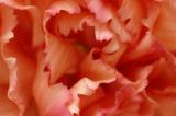 1/25/05 - Carnation Macro