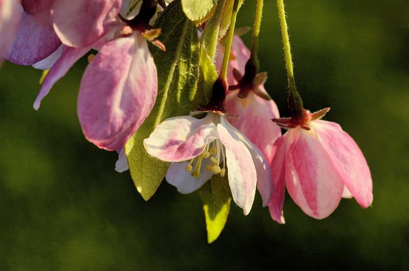 4/15/05 - Flowering Crab Apple