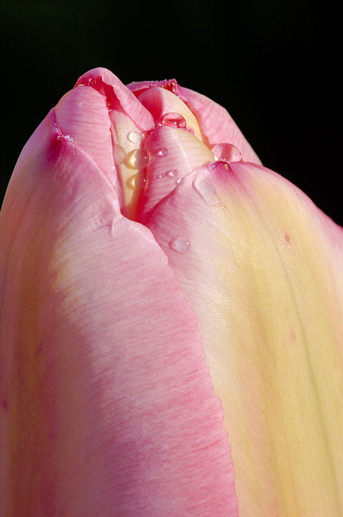 4/15/05 - Tulip