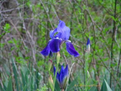 Iris