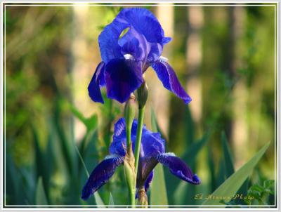 Iris