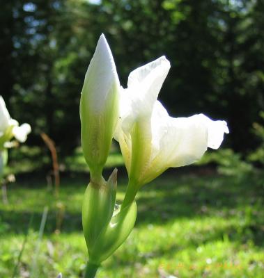 Morning Iris