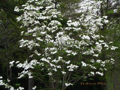 Dogwood