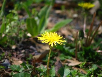 Buttercup