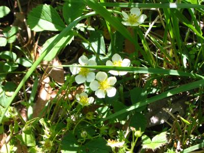 Strawberry blossom