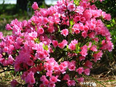 Pink Azalea