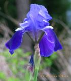 Bearded Iris