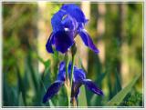 Iris