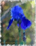 Fingerpaint