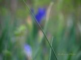 Stem