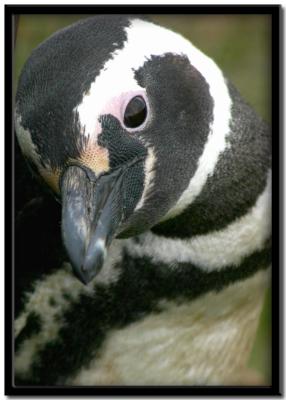 Pingüinera Otway