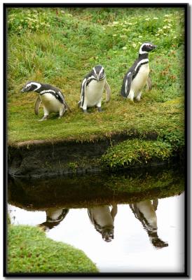 Pingüinera Otway