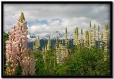 Lupinos en Ushuaia