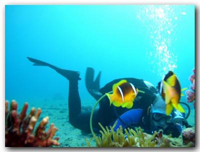 Red sea - Eilat (January_2005)