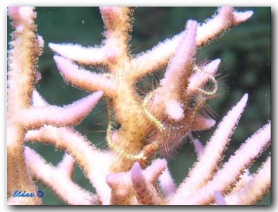 Red sea - Eilat (April_2005)