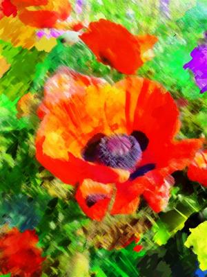 Red Poppy