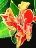 Sugared Canna